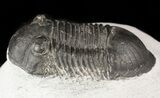 Bargain, Paralejurus Trilobite #47438-2